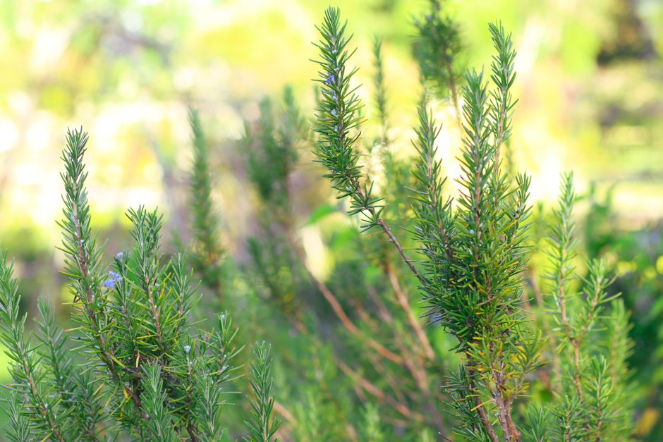 A Step-by-Step Look at Daylight, Time Outdoors And The Body Clock