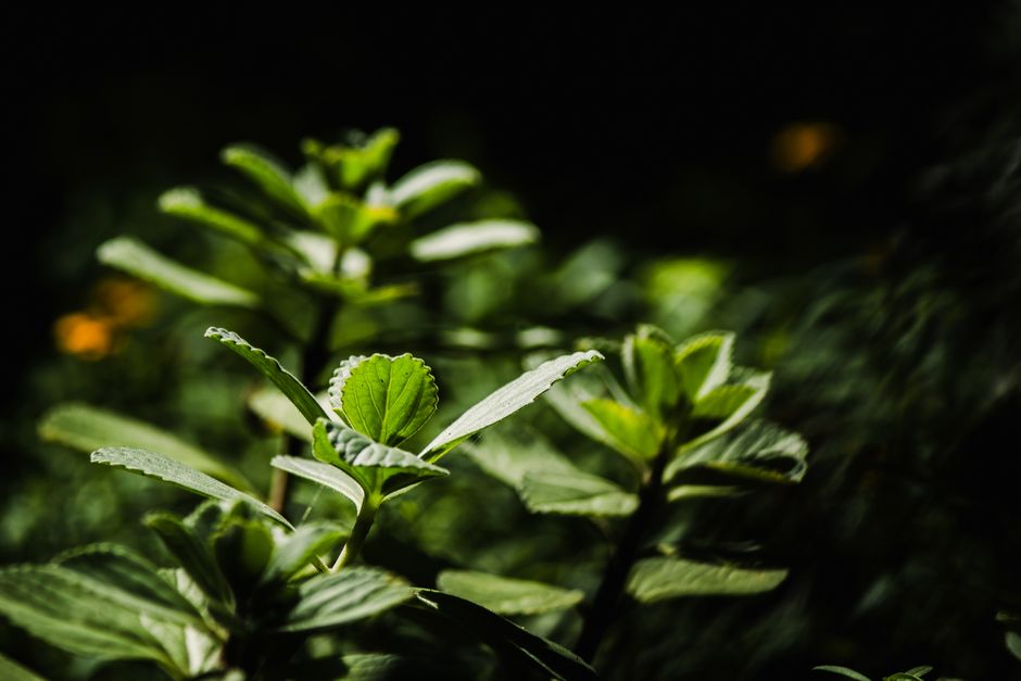A Step-by-Step Look at Hydration, Breath And The Overlooked Basics