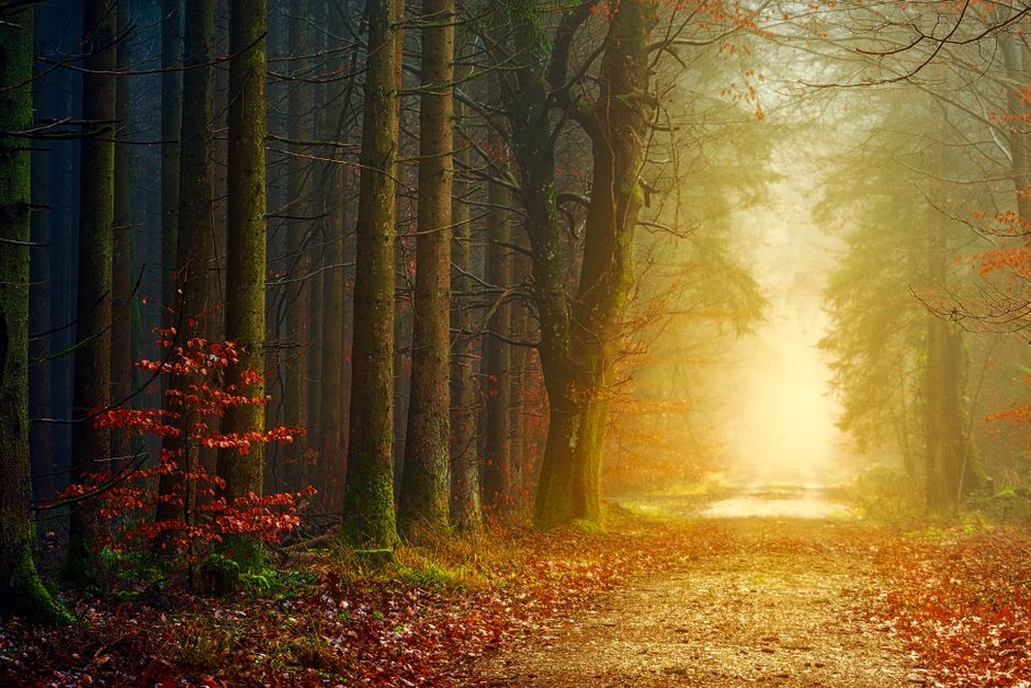 A Step-by-Step Look at Stress: Signal, Response And Recovery