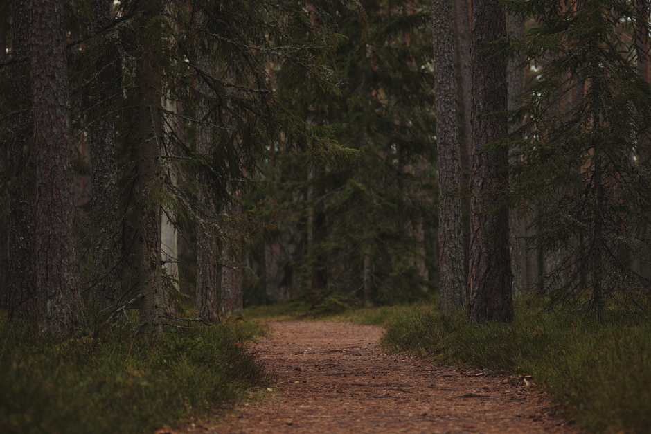 Understanding The Connection Between Body And Mind in Plain Terms