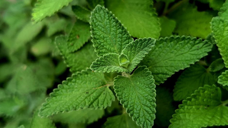 Where People Go Wrong With Herbs And Botanicals: A Cautious Look